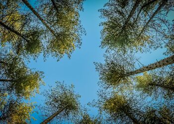 Silver Birch at Sherwood Forest (Wheelchair-adapted)