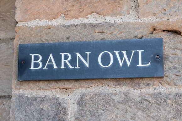 Barn Owl