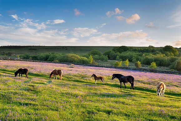 Little Pear Tree Barn