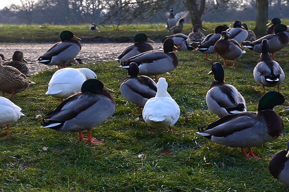 The Stables Mulbarton