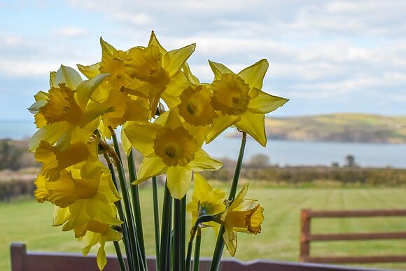 Bwthyn Trefdraeth