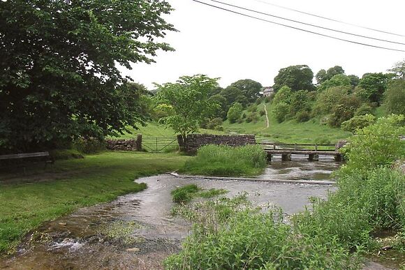 Lower Ivy