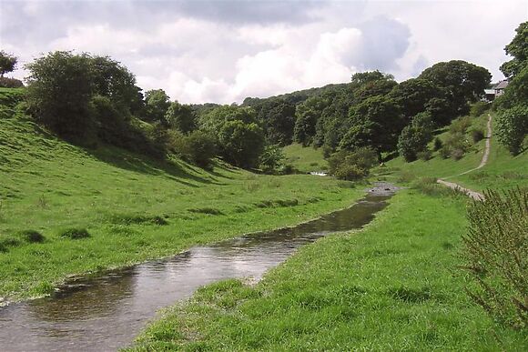 Lower Ivy