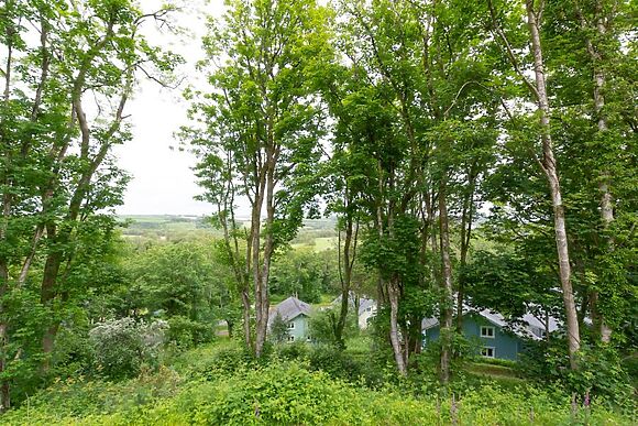 Woodland View