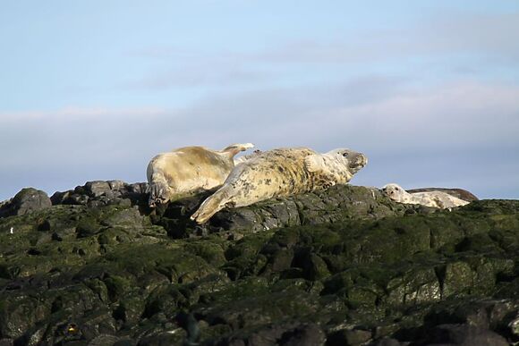 Seal Cottage