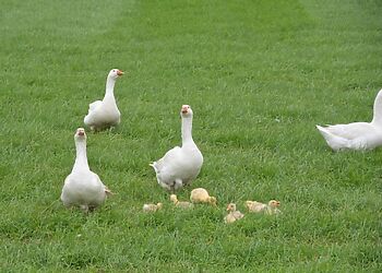 Luffs Farm