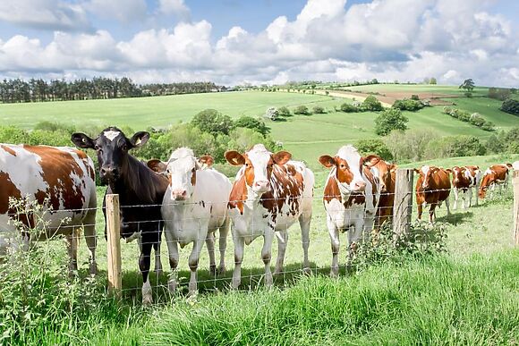 Wassell Barn At Downton Estate
