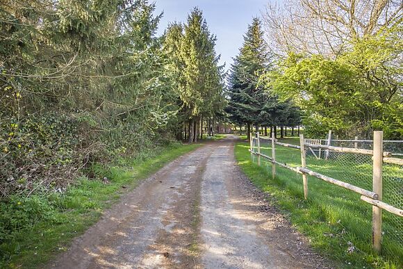Conifer Tree Newton Lodge