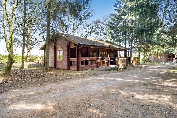Conifer Tree Newton Lodge
