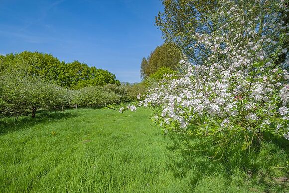 The Orchard Hut
