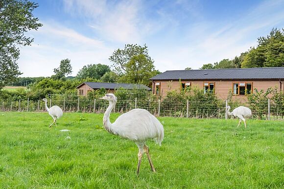Pine Lodge Pheasant Fields