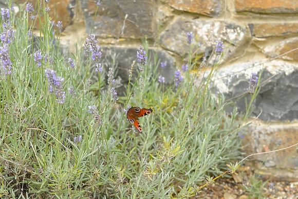 Wagtail Cottage