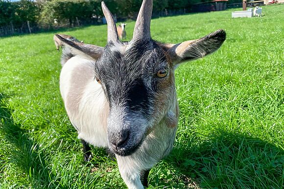Somerset Farm Escape