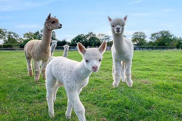 Somerset Farm Escape