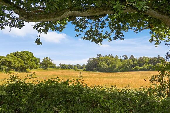 Barley Fields
