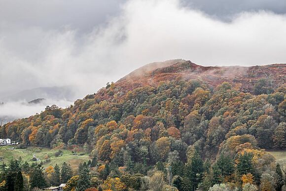 Coppertrees