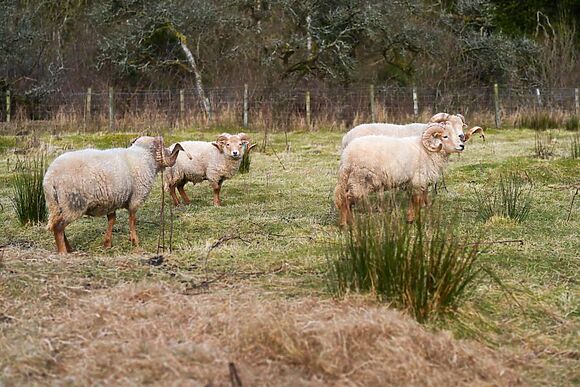 Waters Edge Retreat Ochiltree
