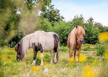 Geodesic Dome 2