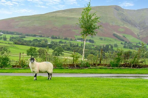 The Sparrow - Mire House