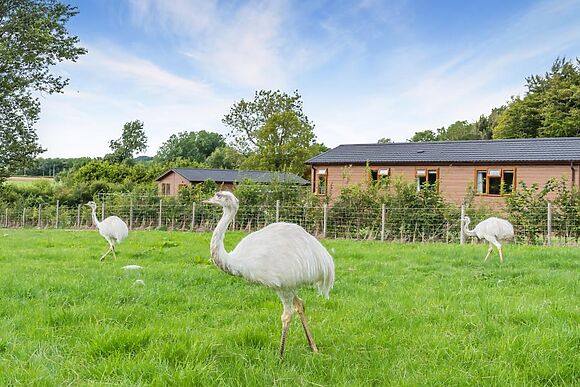 Beech Lodge Pheasant Fields