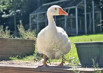 Meet the local wildlife