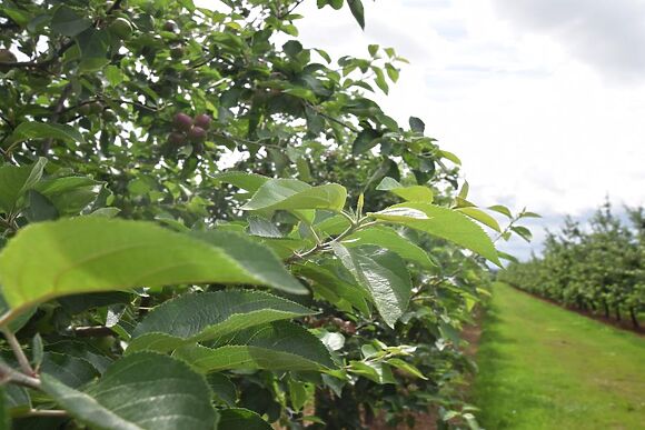 Quercus