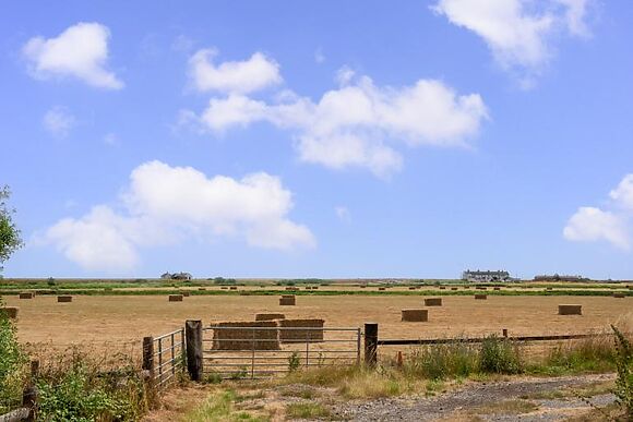 Little Owl, Oxley Dairy