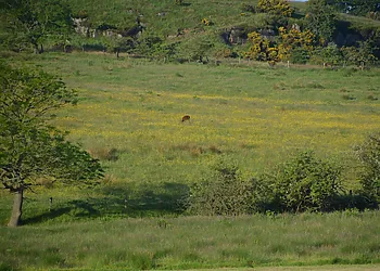 Deer in the field at the back of the property