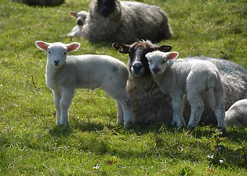Some of the residents on the farm