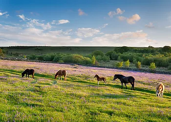 Close to the edge of Dartmoor