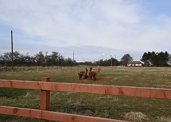 Make friens with the Alpaca