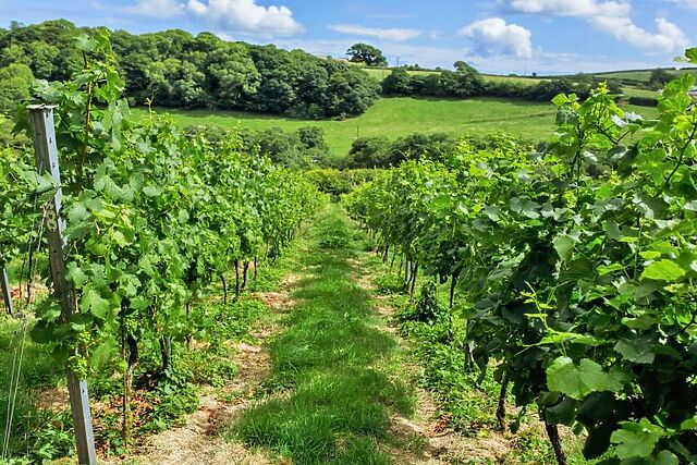 The Coach House Looe Valley Vineyard
