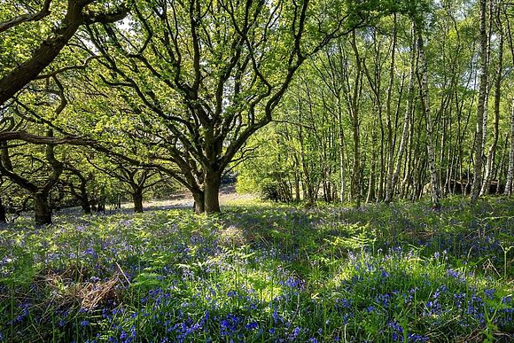 The Copse