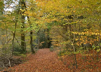 Fabulous woodland walks