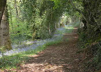 Springtime brings a carpet of bluebells