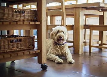 Dogs are very welcome too