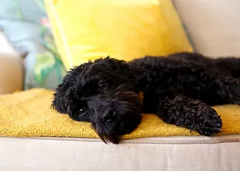 Perfect for your pooch