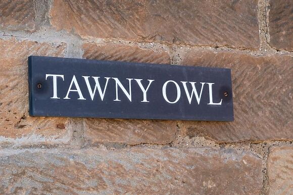 Tawny Owl