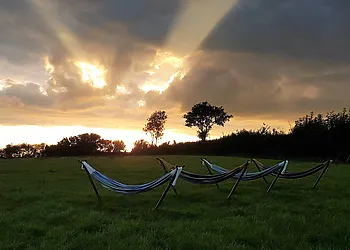 Laze in the alpaca field