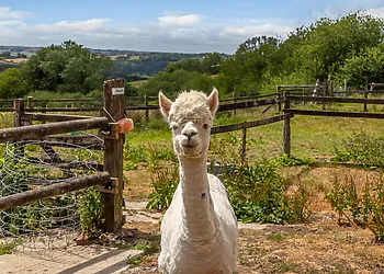 Meet and feed the friendly alpacas