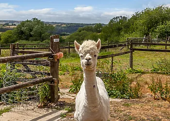 Meet and feed the friendly alpacas