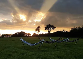 Laze in the alpaca field