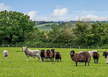 The Tractor Barn Orchard Farm