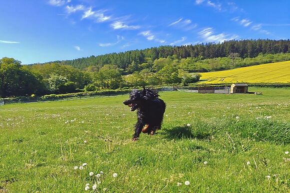 Aconbury Pods Woodcock