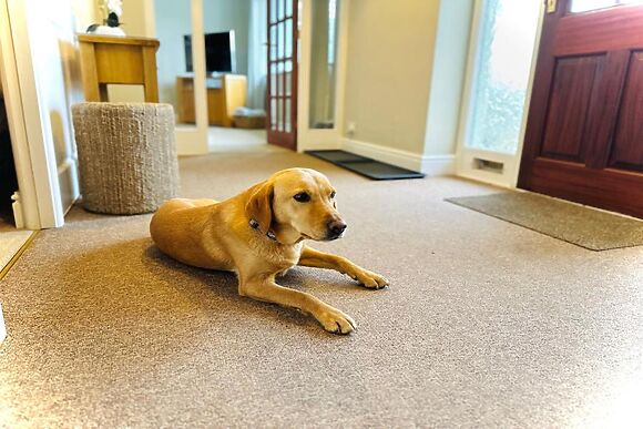 Yew Trees Windermere