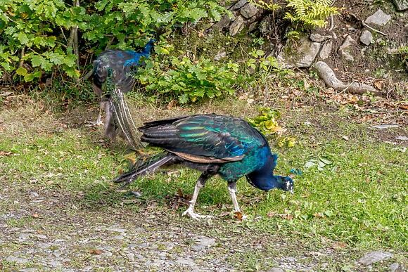 The Little Barn Cilgraig