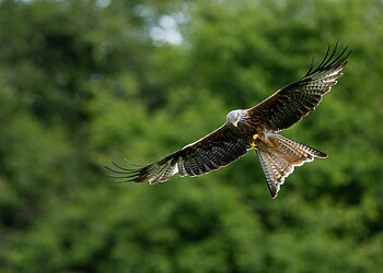 Keep your eyes peeled for wildlife around this property, including the red kites