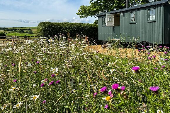 The Curlew Shepherds Hut