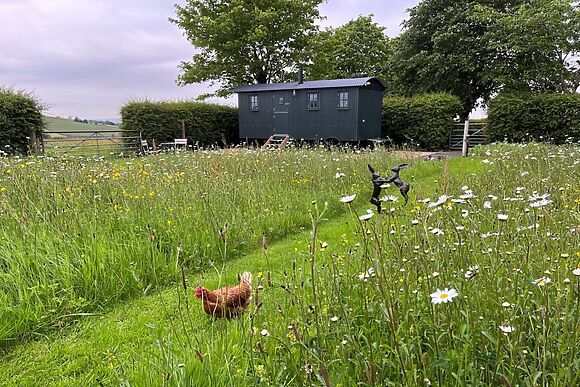 The Curlew Shepherds Hut