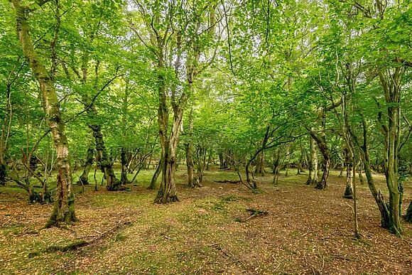 A Woodland Hideaway